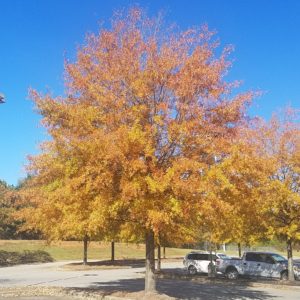 Willow Oak