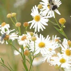 White Doll's Daisy