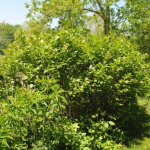 Hazel Alder