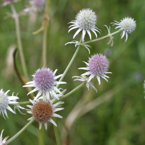 Marsh Rattlesnake Master