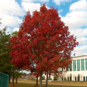 Shumard Oak