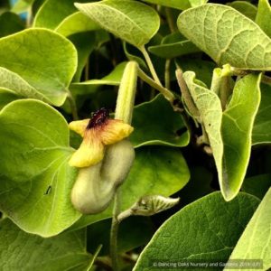 Wooly Dutchman's Pipe (Pipevine)