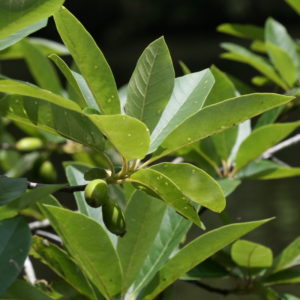 Ogeechee Tupelo-Lime