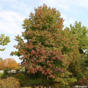 Sweetgum