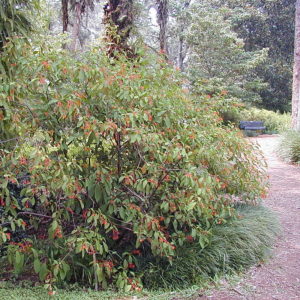Firebush