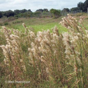 Bushy Bluestem