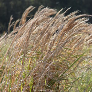 Broomsedge