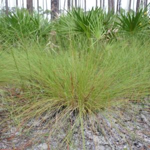 Wiregrass