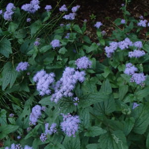 Blue Mistflower
