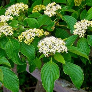 Alternate Leaved Dogwood