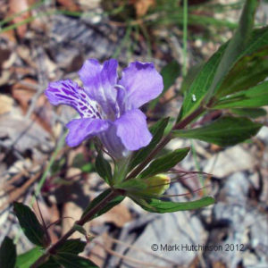 Twinflower