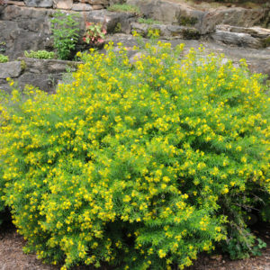 Bushy St. Johns Wort
