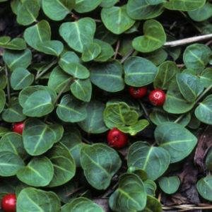 Partridge Berry
