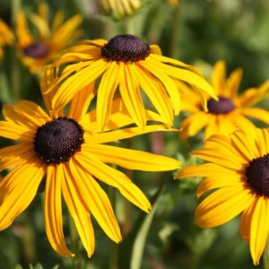 Orange Coneflower