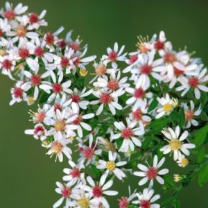 Calico Aster