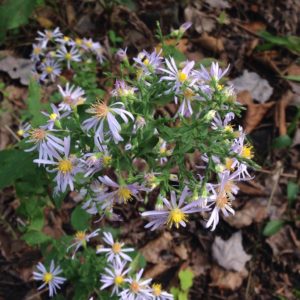 Wavy Leaf Aster