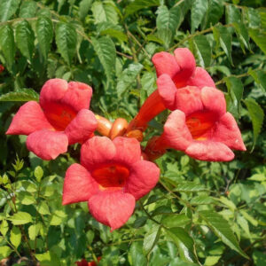 Trumpet Vine