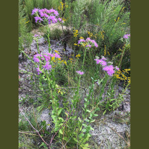 Florida Paintbrush