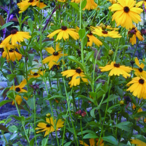 Chipola Tickseed