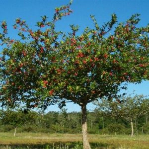 Mayhaw