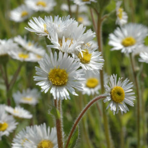 Robin's Plantain