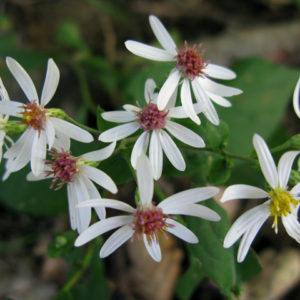 White Wood Aster