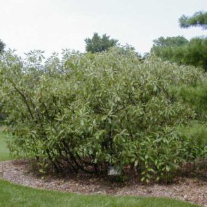 Corkwood