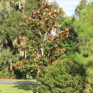 Southern Magnolia