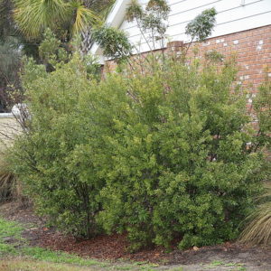 Wax Myrtle