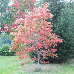 Sourwood