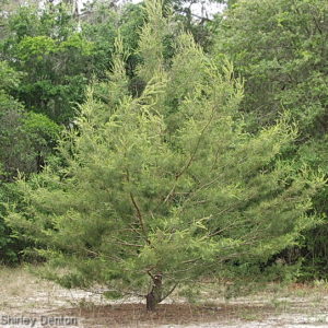 Sand Pine