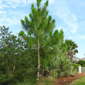 Longleaf Pine