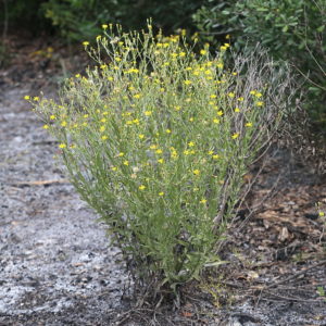 Silk Grass