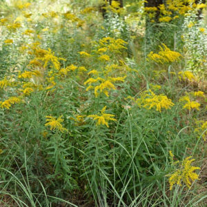 Sweet Goldenrod