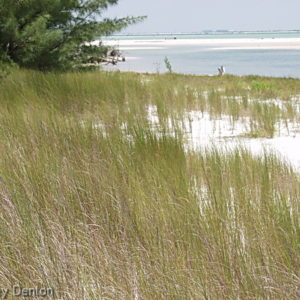 Salt Meadow Cordgrass