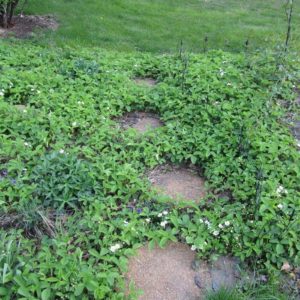 Native Strawberry
