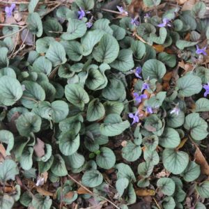 Walter's Violet
