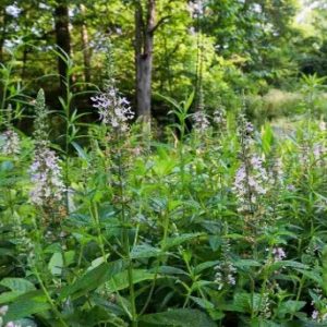 Wood Sage