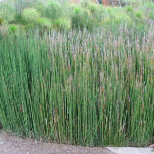 Horsetail