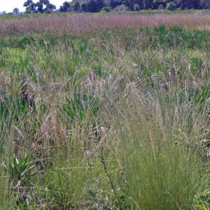Creeping Blue Stem