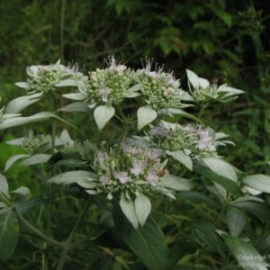 Mountain Mint