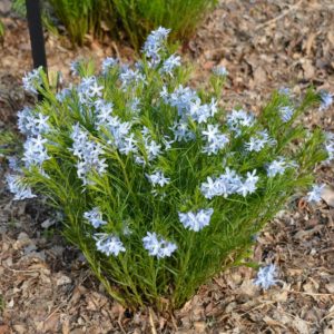 Fringed Blue Star - Dry Site