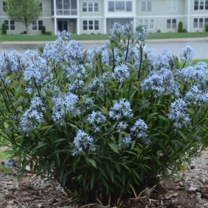 Blue Star - Moist Site