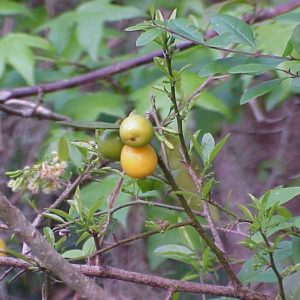 Hog Plum