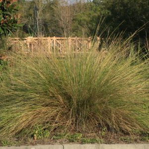 Sand Cordgrass
