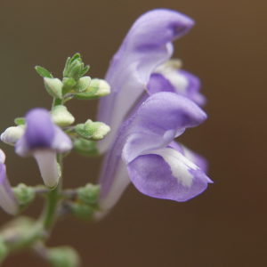 Skullcap