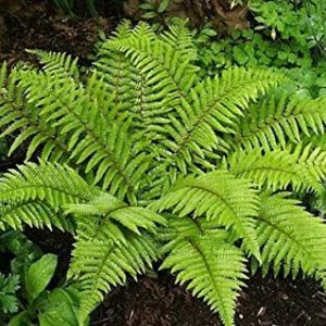 Southern Shield Fern