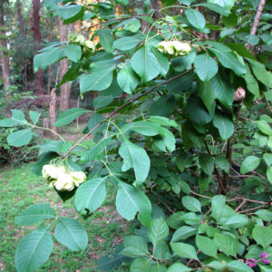 Hoptree