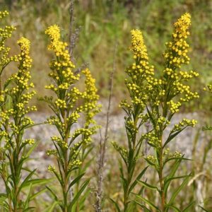 Field Goldenrod