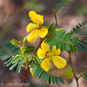 Partridge Pea